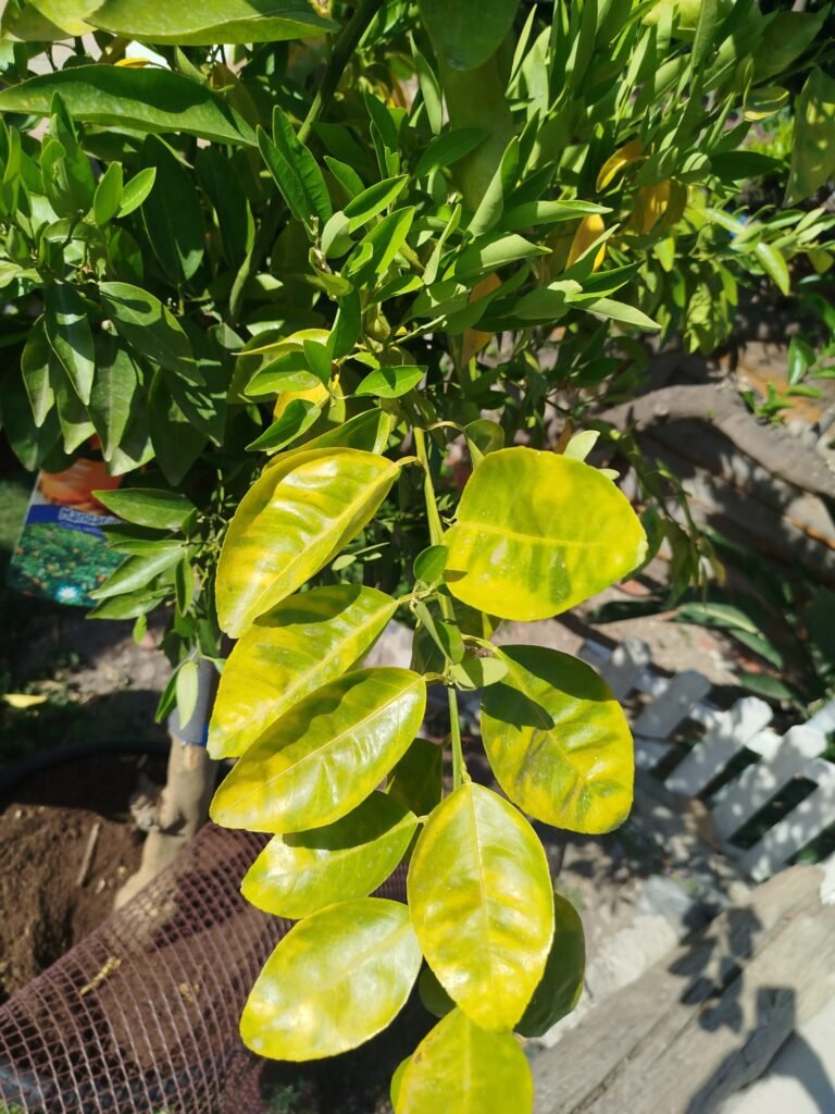 whatsapp image 2026 08 04 at 16.32.19 (5)